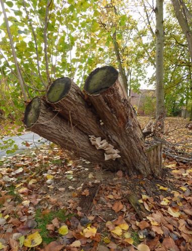 Mature fruit bodies on poplar in Basildon, UK.